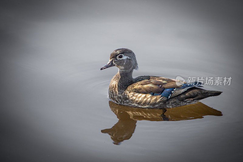 雌性木鸭或卡罗来纳鸭，Pato Joyuyo，（Aix sponsa），Canard Branchu ou Canard carolin。